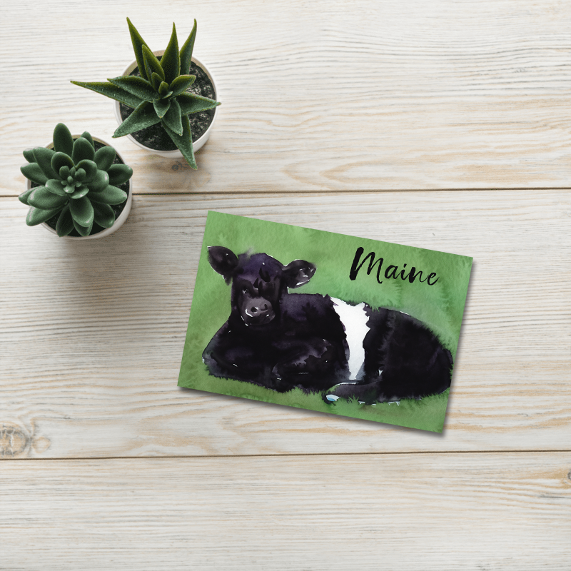 Maine Beltie Postcards (5 Pack)