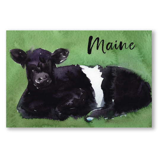 Maine Beltie Postcards (5 Pack)